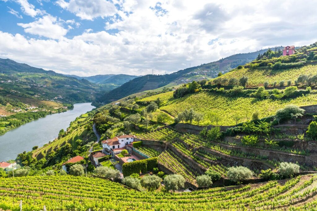 Douro-Vineyards